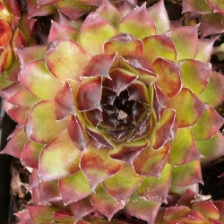 Sempervivum - Dachwurz - Hauswurz